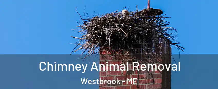  Chimney Animal Removal Westbrook - ME